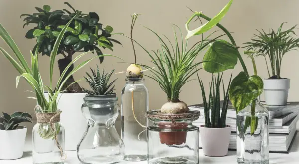 Piante grasse in vasi di vetro, alcune con radici in acqua e zucchero per favorirne la crescita.
