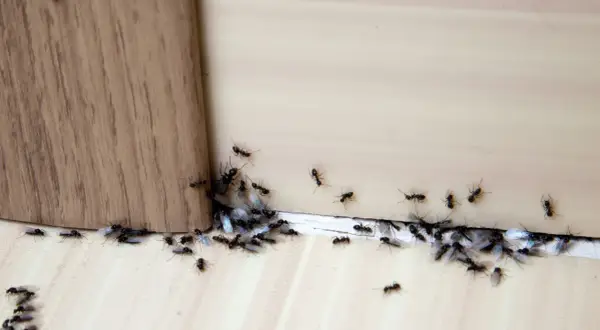 Formiche alate e operaie si radunano vicino a un angolo di legno, attratte da qualcosa di invisibile.