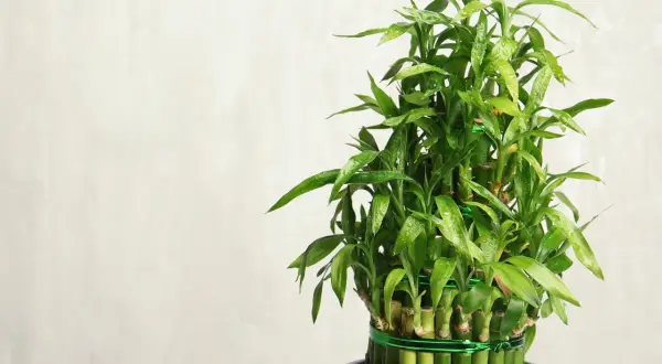 Un rigoglioso bambù in vaso sul balcone, con gocce d'acqua sulle foglie verdi.