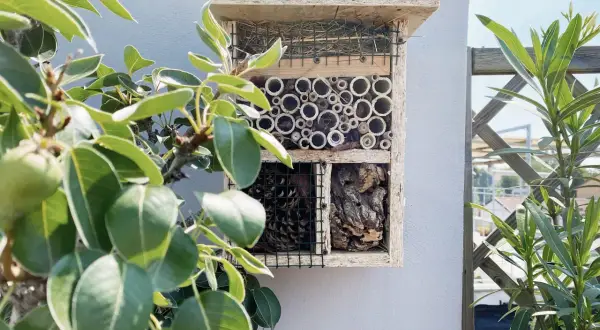Casa per insetti con canne di bambù, pigne e corteccia, un modo per attirare le api e altri impollinatori nel tuo giardino.