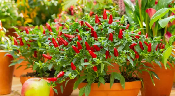 Piante di peperoncino ornamentale, cariche di frutti rossi brillanti, pronte per essere raccolte e gustate.