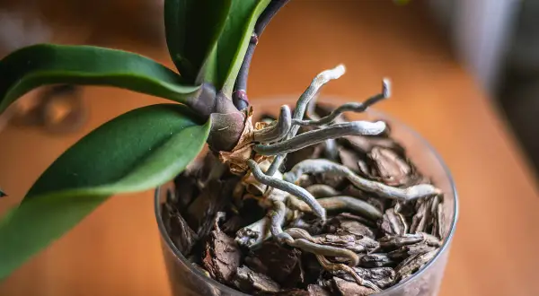 Le radici dell'orchidea, fuori dal vaso, si intrecciano con la corteccia, mostrando la loro vitalità e la necessità di spazio.
