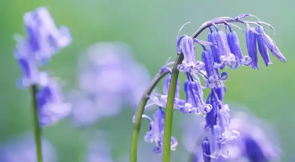 Un grappolo di fiori campanula blu pende su steli verdi, con altri fiori sfocati sullo sfondo.
