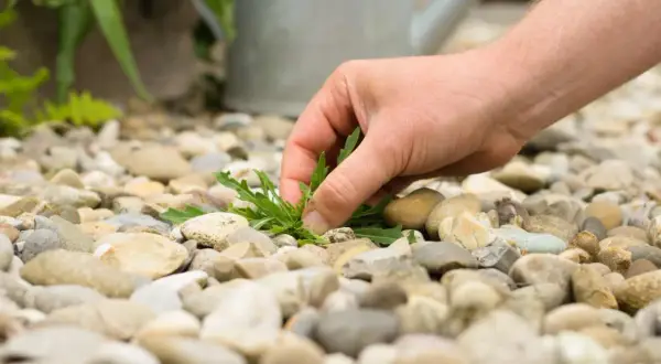 Mano che estrae un'erba dalla ghiaia, un metodo semplice per eliminare l'erba dalla ghiaia e mantenere pulito il giardino.