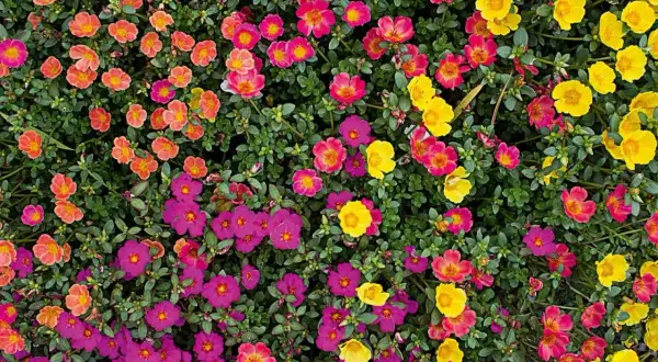 Un tappeto di vivaci portulaca fiori in tonalità rosa acceso, fucsia, arancio e giallo brillante, che illuminano un giardino estivo.