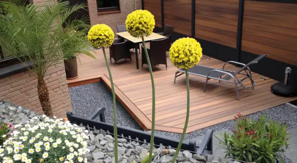 Giardini moderni minimal con tre sfere gialle di Allium, una palma, mobili da esterno e un'elegante recinzione in legno.