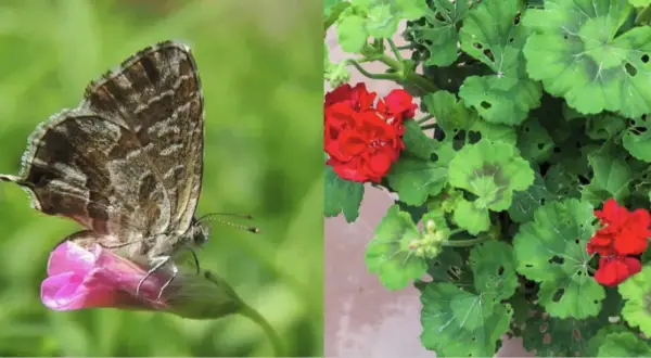 Farfallina del geranio posata su un fiore rosa, con sfondo verde sfocato. A destra, un geranio con fiori rossi e foglie verdi.