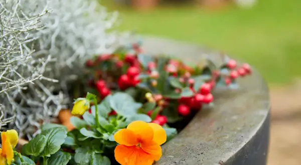 Un vaso con vivaci fiori da balcone invernali: viole arancioni e gialle, bacche rosse e fogliame argenteo creano un angolo colorato.