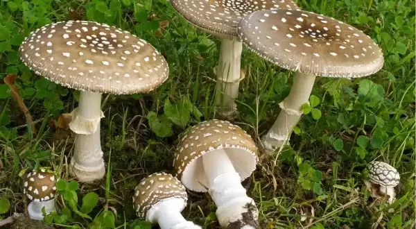 Un gruppo di funghi prato, con cappelli marroni maculati di bianco, spuntano dall'erba verde.