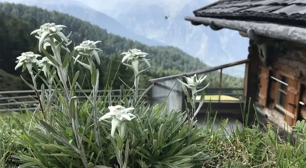 Un gruppo di **edelweiss fiore** cresce rigoglioso sull'erba, con una baita in legno e montagne sullo sfondo.