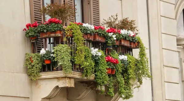 Balcone fiorito con ciclamini rossi e bianchi e edera rampicante, con un'esposizione nord est che favorisce la loro crescita rigogliosa.