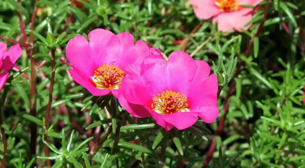 Fiori rosa vivaci di portulaca pianta, con stami gialli brillanti, su un letto di fogliame verde.