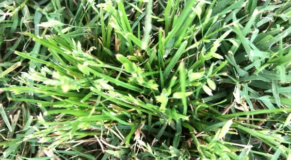 Primo piano di un prato con ciuffi di poa annua in fiore, con piccole spighette verdi e biancastre che spuntano tra le foglie d'erba.