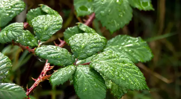 Foglie verdi di rovo bagnate dalla pioggia, con spine rosse. Un promemoria per chi cerca come eliminare i rovi in modo naturale.