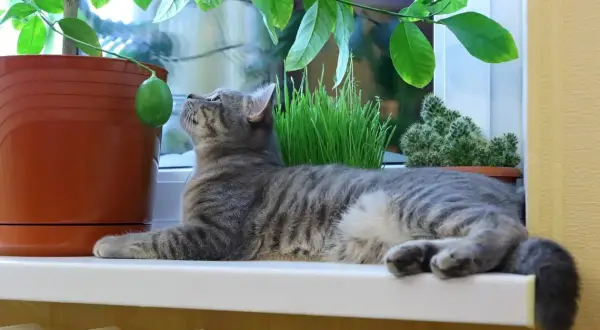 Gatto grigio osserva un limone su un vaso, ignaro che la pipì dei gatti fa male alle piante.