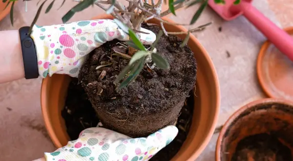 Mani guantate con pois colorati aiutano a spostare un ulivo piccolo dal suo vaso.