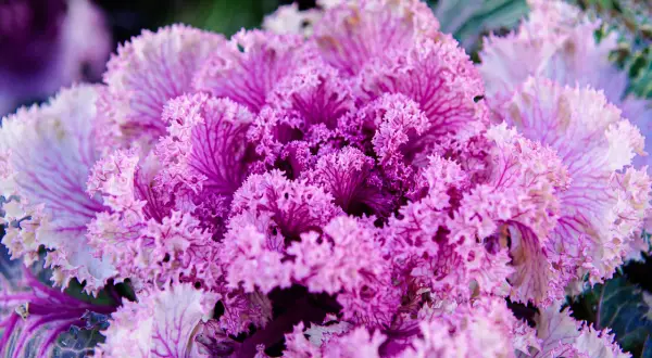 Cavolo ornamentale viola e bianco, con foglie arricciate, un tocco di colore tra le piante inverno.