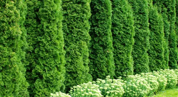 Una siepe di **thuja** crea una barriera verde. Le sue **proprietà** decorative e di privacy la rendono ideale per giardini.