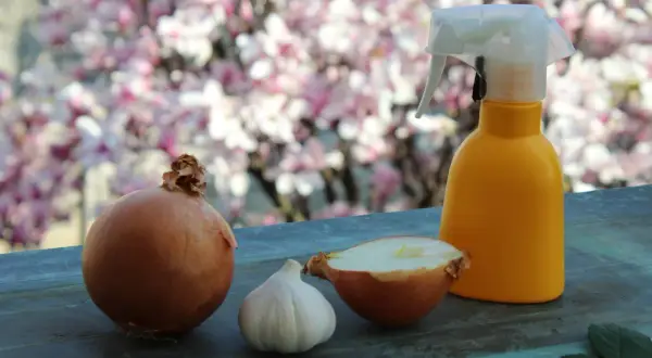 Cipolle, aglio e uno spruzzino giallo suggeriscono un antiparassitario naturale per piante, pronto per proteggere il giardino fiorito.