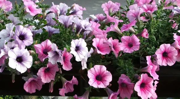 Fiori di petunia rosa e viola in un'esposizione nord ovest, con petali vellutati e centri scuri.