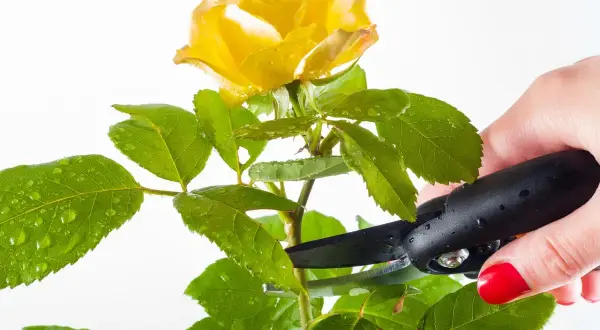 Mano con forbici nere pota una rosa gialla con gocce d'acqua sulle foglie. Momento ideale quando si potano le rose.