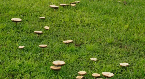 Un prato verde punteggiato da numerosi funghi. Alcuni sono raggruppati, altri solitari, evocando l'idea di rimedi naturali.