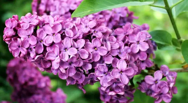 Un lillà pianta non fiorisce, ma i suoi boccioli viola intenso promettono una primavera profumata.