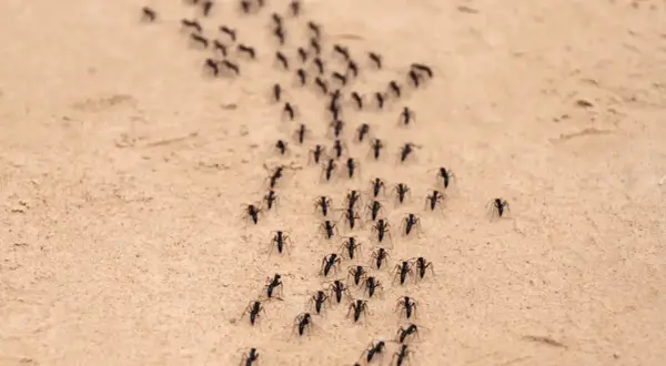 Formiche in marcia su terreno sabbioso. Forse cercano un repellente per formiche fai da te per evitare il loro percorso.
