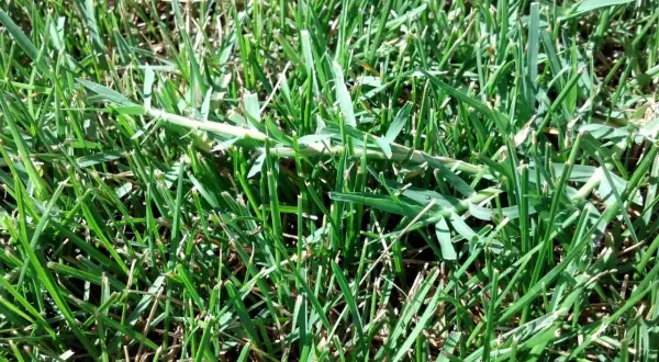 Un fusto di setaria infestante si allunga tra l'erba verde, un ospite indesiderato nel prato.