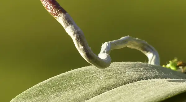 Radici di orchidee fuori dal vaso, che si allungano curiose verso la luce.