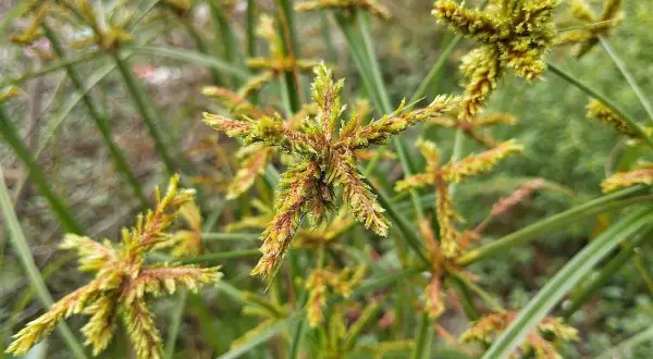 Fiori a stella del cipero infestante, con steli verdi e sottili che si intrecciano.