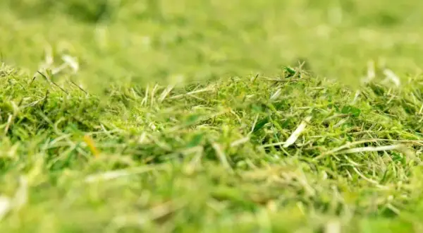 Erba appena tagliata, un tappeto verde e soffice. Il sale brucia l'erba, ma qui è solo un ricordo, un profumo di natura.