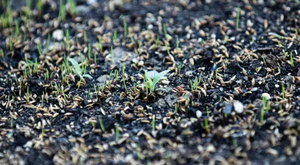 Germogli verdi spuntano dal terreno scuro, promessa di un prato dopo 15 giorni. Semi ancora visibili tra le prime tenere piantine.