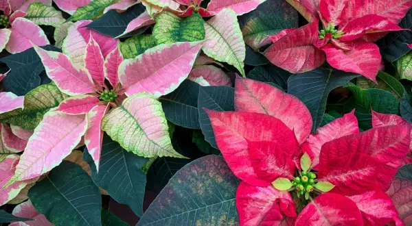 Fiori di stella di natale in estate, con petali rosa e rossi che contrastano con le foglie verdi scuro.