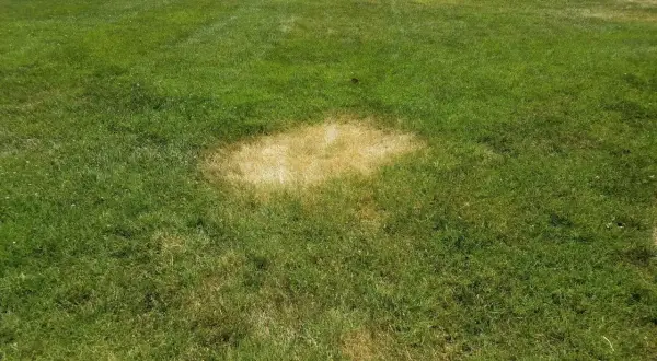 Macchie gialle su prato verde, sintomo di sclerotinia.