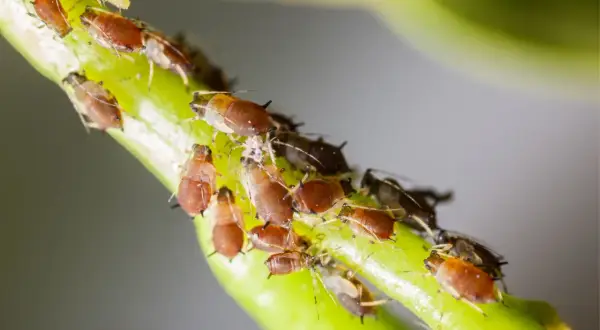 Un gruppo di afidi, noti parassiti dei fiori, si aggrappa a un gambo verde.