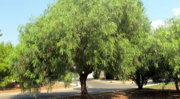 Un grande albero di falso pepe con bacche rosse, vicino a casa, cresce rigoglioso sotto un cielo azzurro.