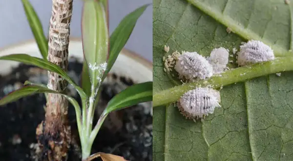 Insetti cotonosi infestano una pianta d'appartamento e una foglia, creando una patina bianca e lanuginosa.