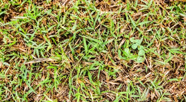 Un prato con erba verde e secca, con alcune gocce d'acqua. La ruggine del prato è visibile tra i fili d'erba.