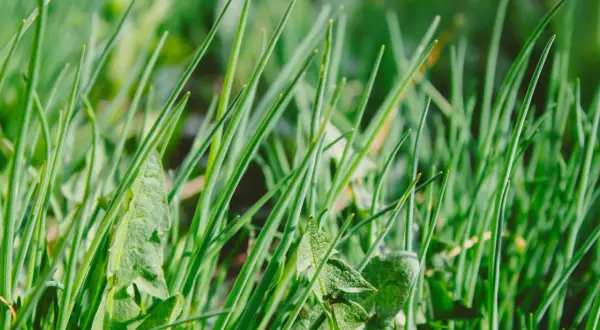 Erbe infestanti a foglia stretta, con alcune foglie più larghe e dentellate che spuntano tra gli steli verdi e sottili.