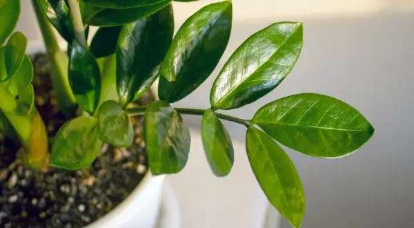 Foglie lucide di una pianta da appartamento, perfetta per chi cerca piante facili da coltivare.