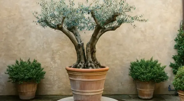 Un maestoso ulivo in vaso, un esempio di come curarlo per ottenere un'elegante pianta ornamentale.
