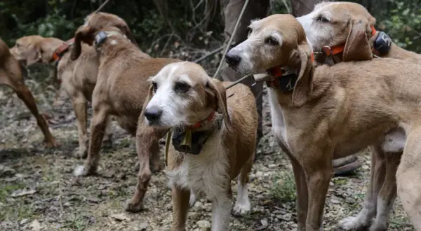 Cani da caccia con collari, attenti a dove camminano, il diserbante è pericoloso per i cani.