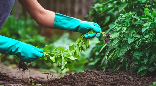 Mani guantate rimuovono erbacce infestanti dal terreno fertile, liberando spazio per le piante desiderate.