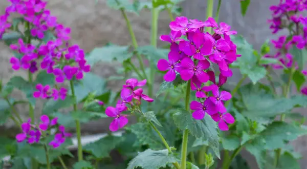 Fiori viola intenso della pianta lunaria, con petali delicati che si aprono verso la luce.