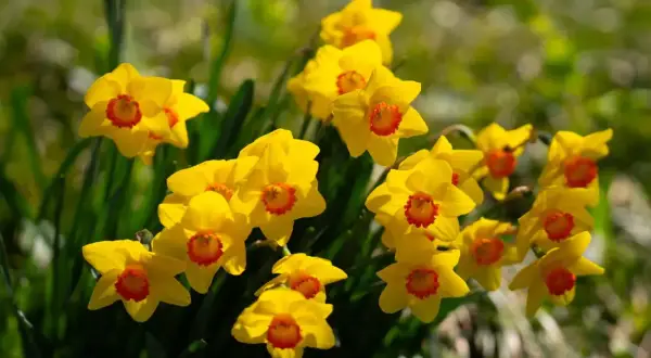 Un grappolo di narcisi gialli con un centro arancione brillante. Perfetti per sapere quando piantarli e godersi la primavera.