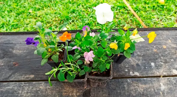 Viole fiori colorate in vasetti pronti per essere piantati, con un prato verde sullo sfondo.