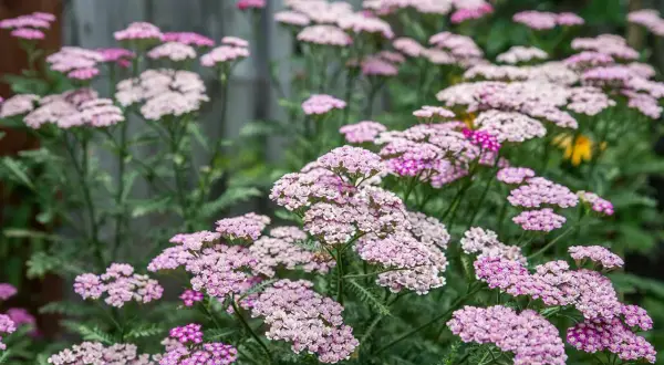 Un campo fiorito di achillea millefoglie rosa e bianchi, con foglie verdi frastagliate.