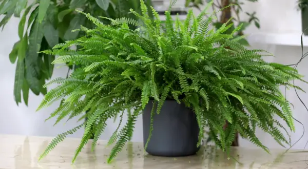 Felce di Boston rigogliosa in vaso scuro, con fronde verdi e delicate. Nonostante la sua bellezza, è una felce di Boston tossica se ingerita.
