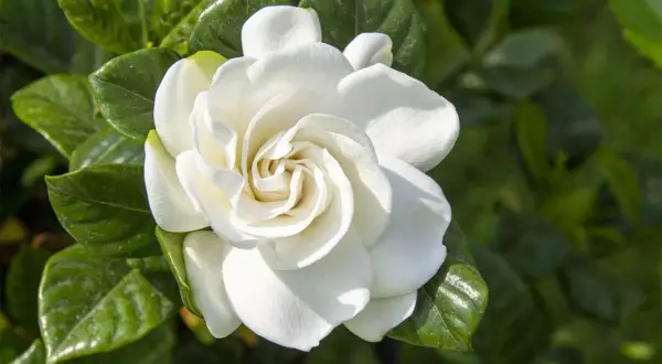 Un fiore bianco e profumato, una delle tante piante acidofile da appartamento, con foglie verdi lucide sullo sfondo.